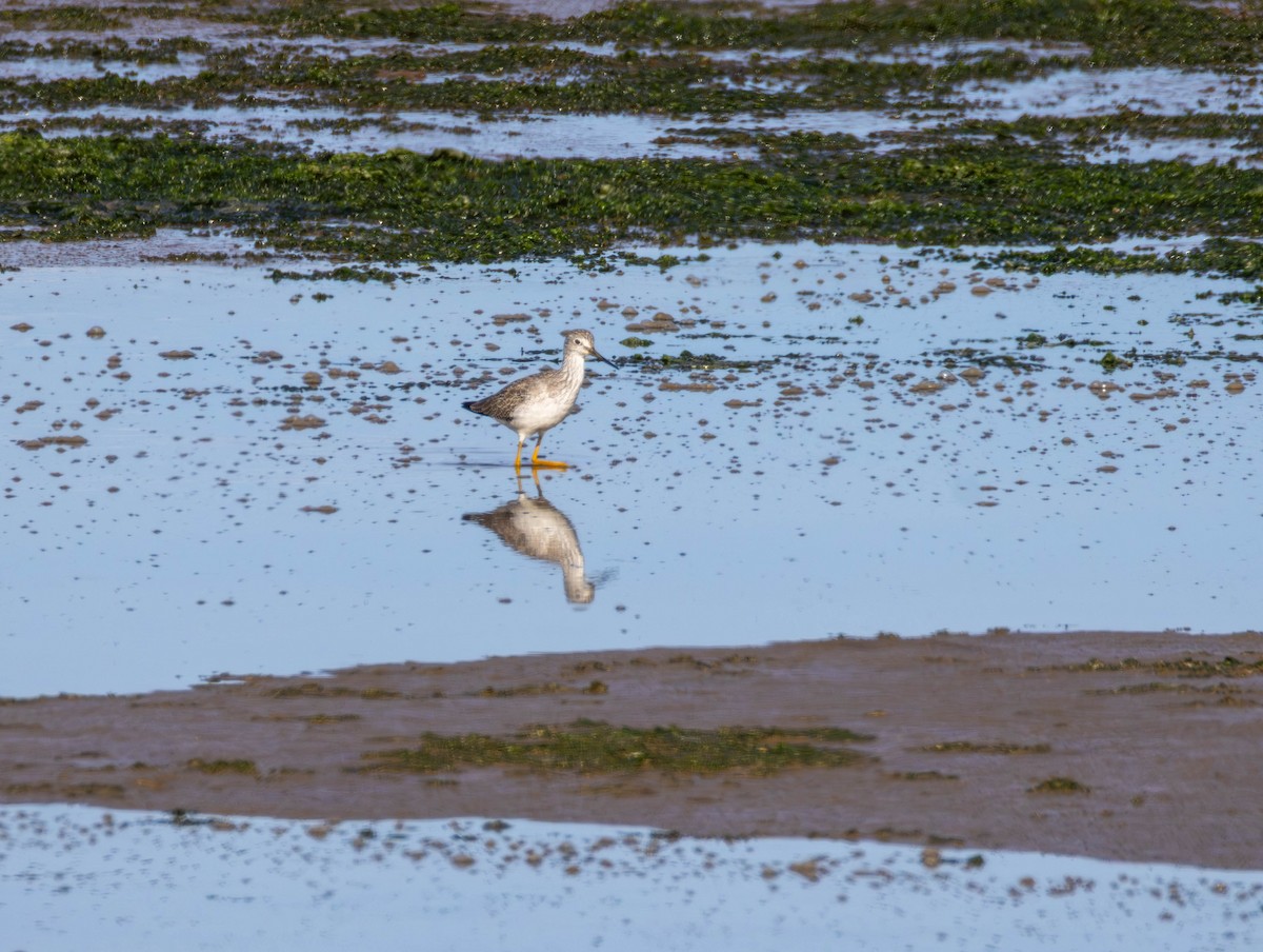 Tüpfelgelbschenkel - ML644574541