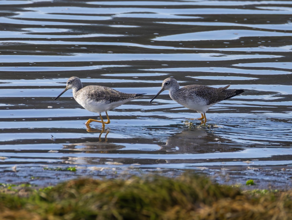 Tüpfelgelbschenkel - ML644574542