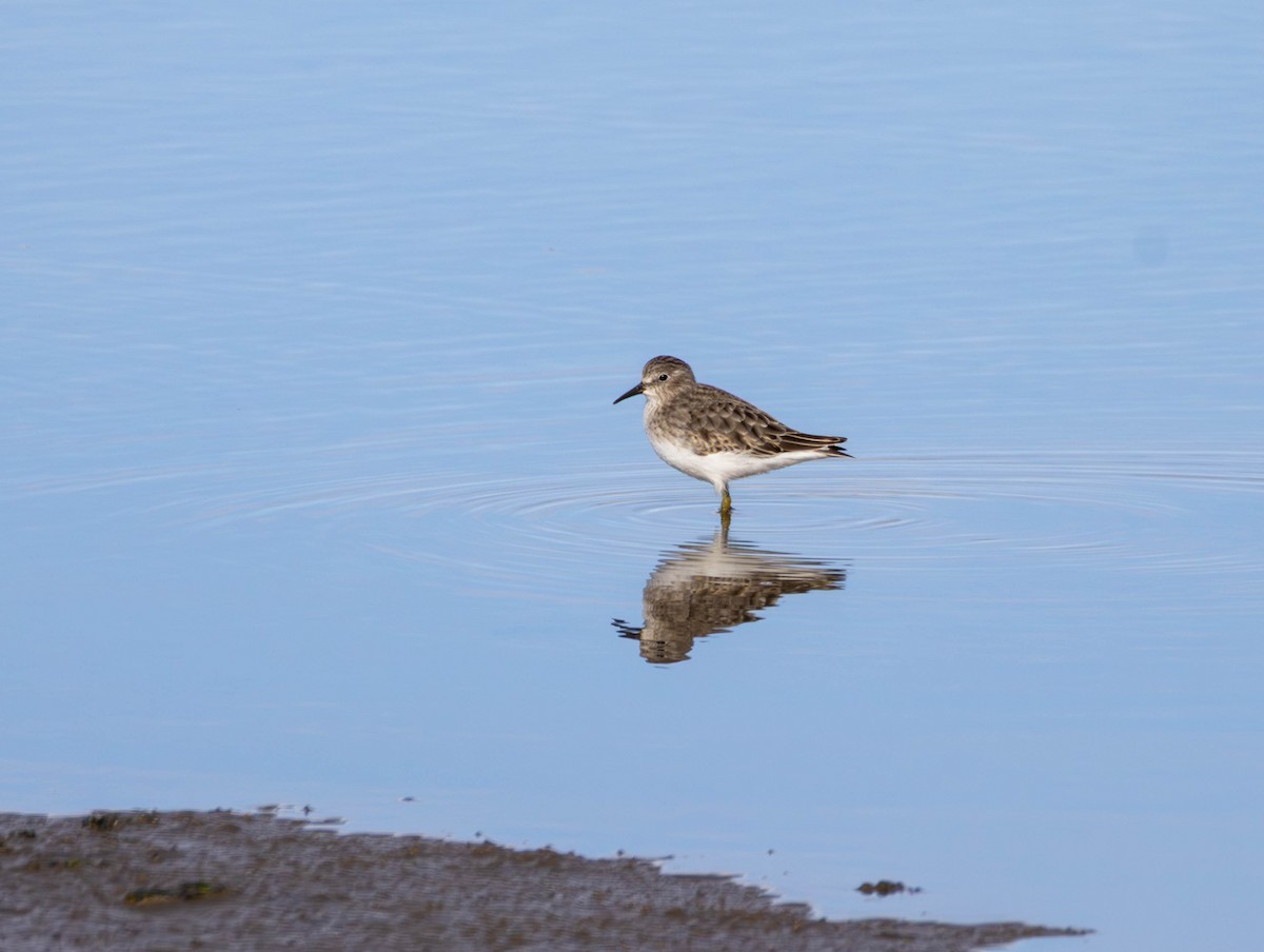 Wiesenstrandläufer - ML644574545