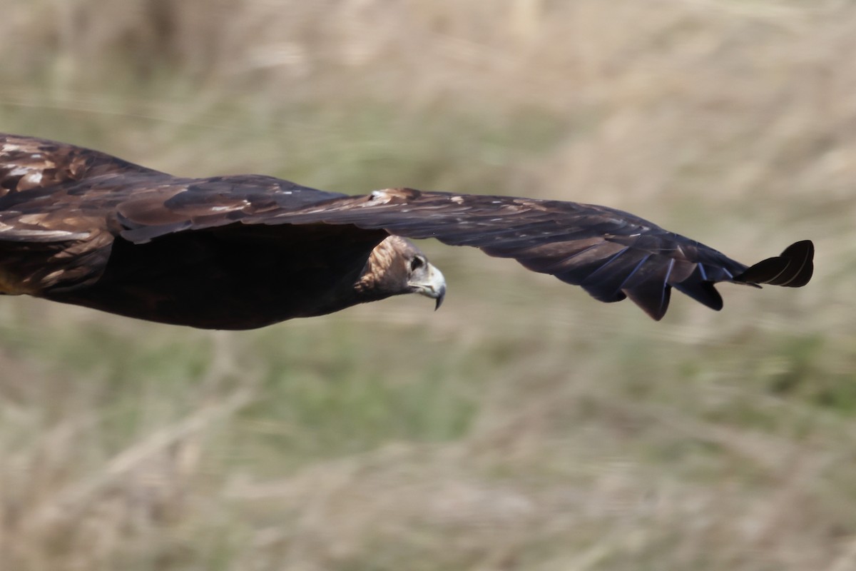 kongeørn - ML644574546