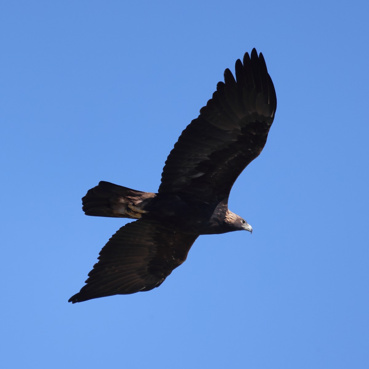 kongeørn - ML644574547