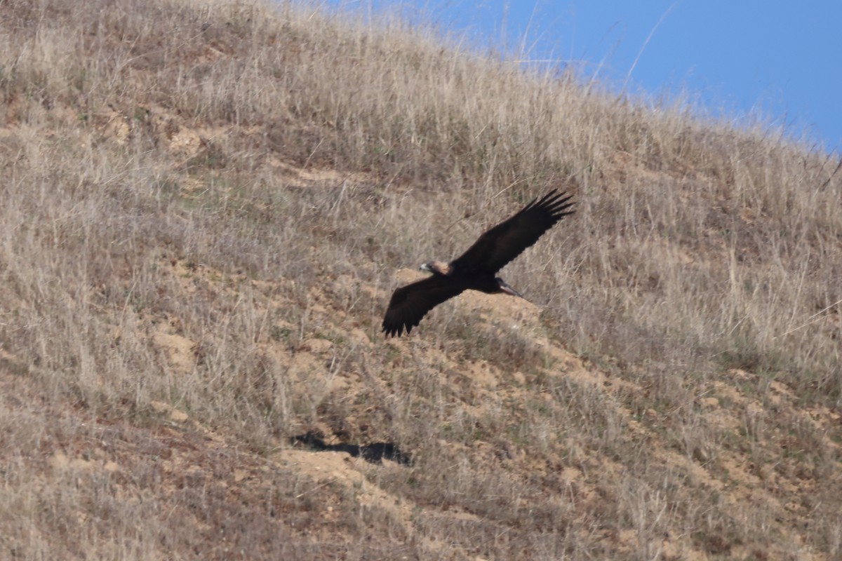 kongeørn - ML644574548