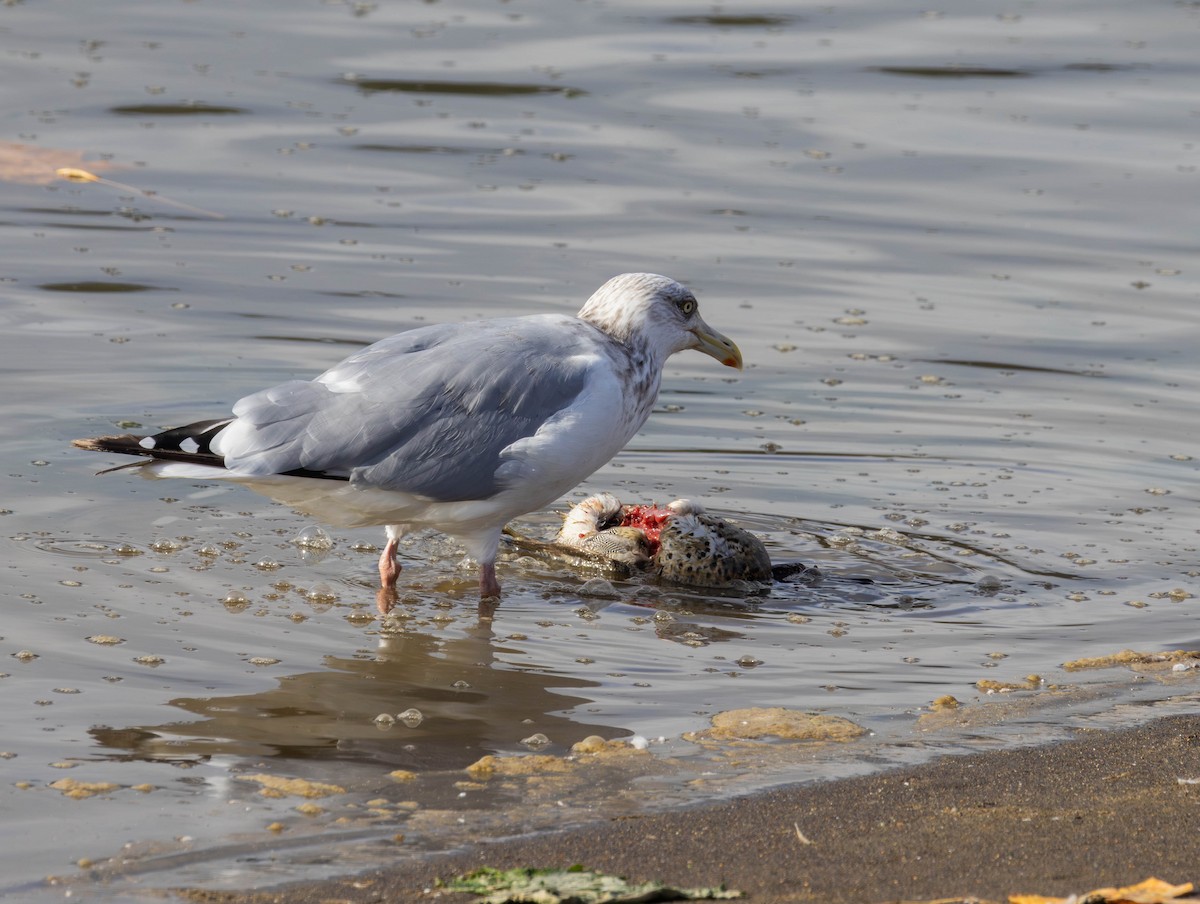 Kanadamöwe - ML644574551