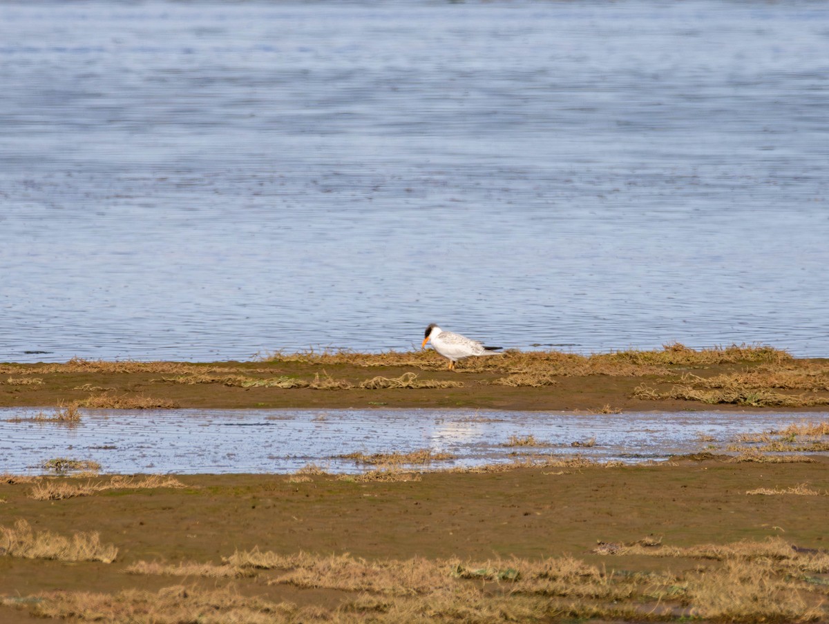Caspian Tern - ML644574554