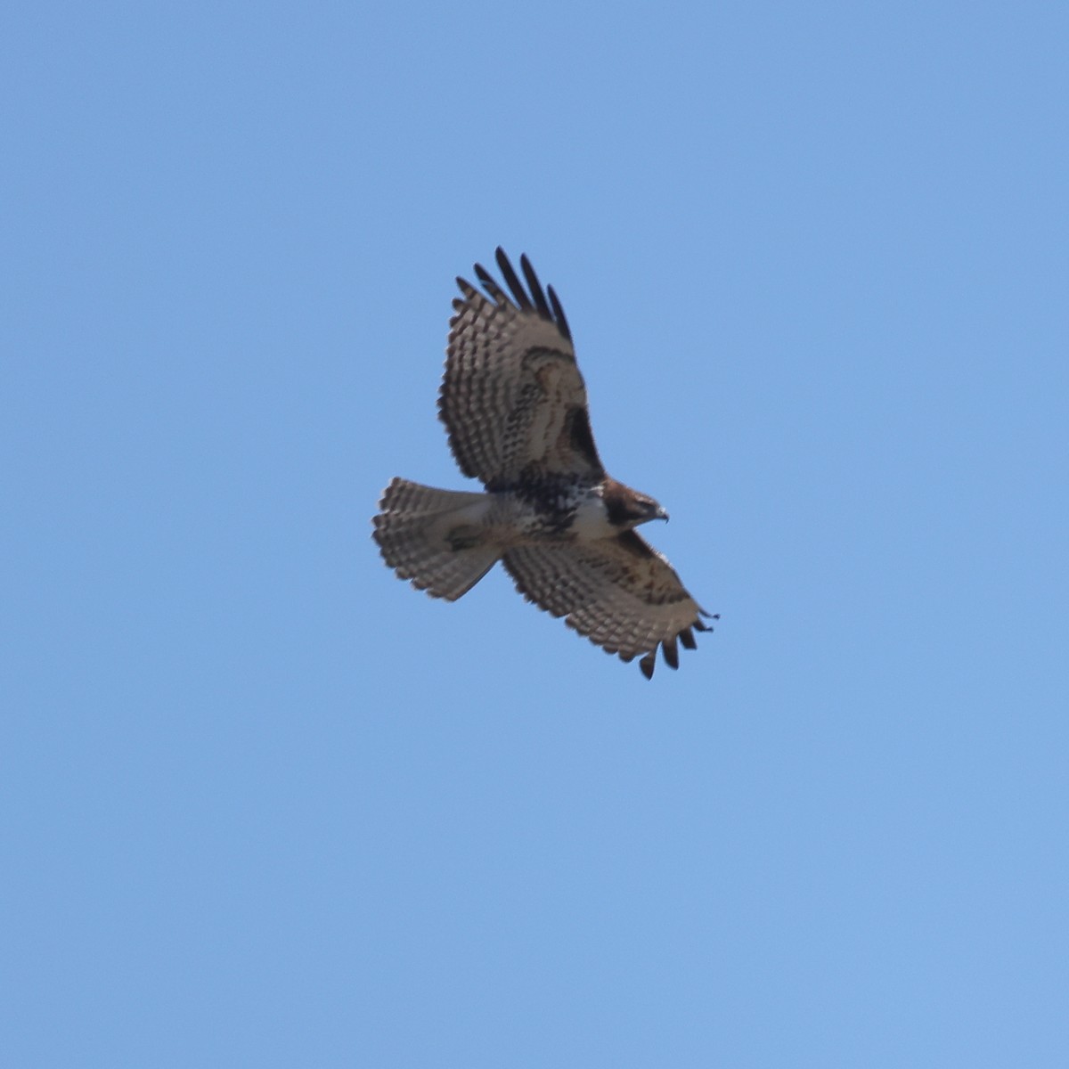 Канюк неоарктичний - ML644574556