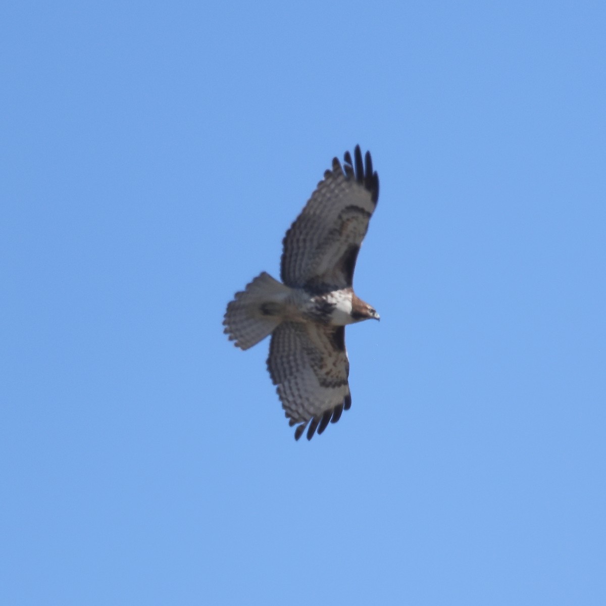 Канюк неоарктичний - ML644574557