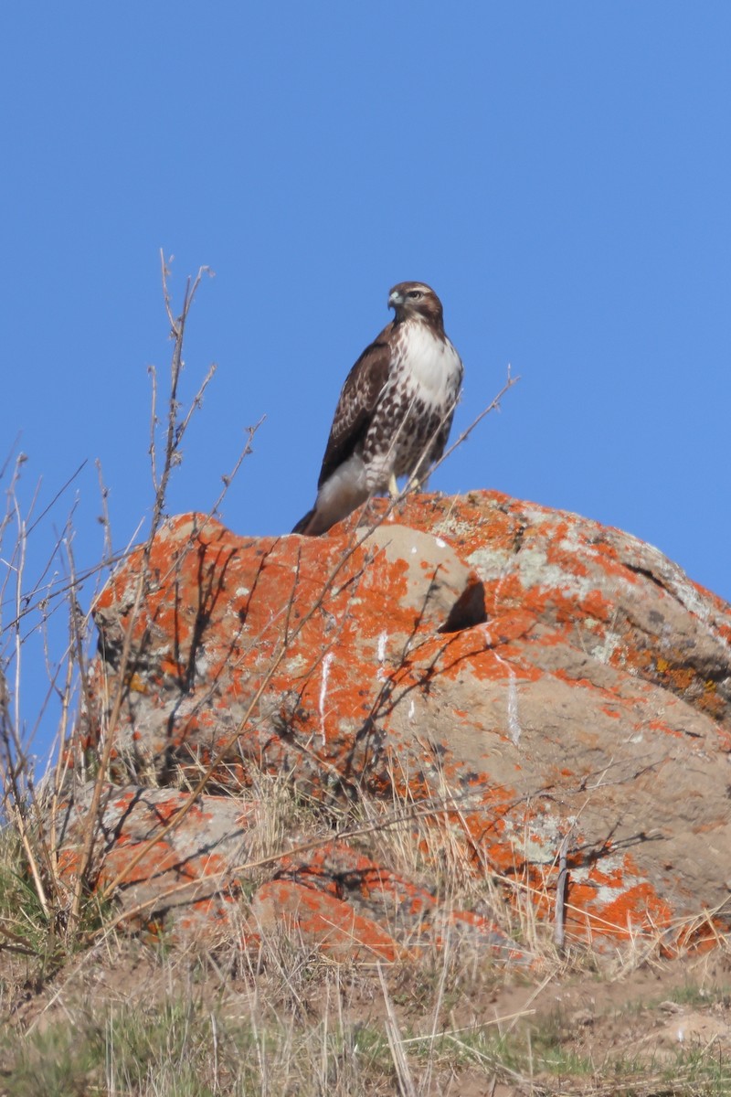 Канюк неоарктичний - ML644574559