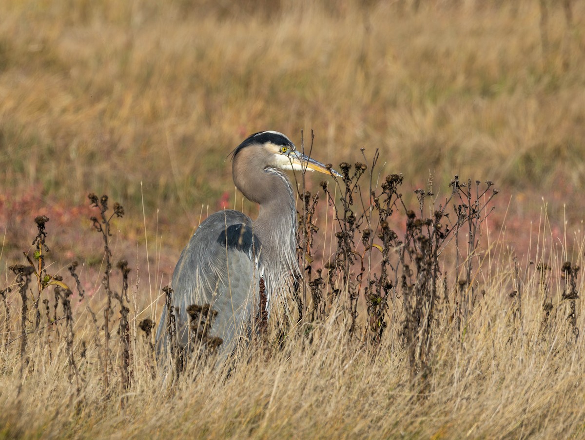 Kanadareiher - ML644574562