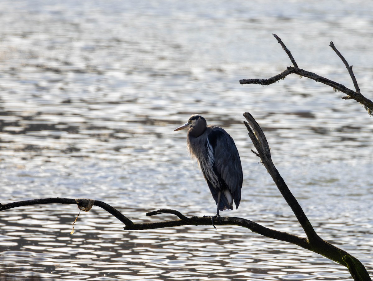 Kanadareiher - ML644574563