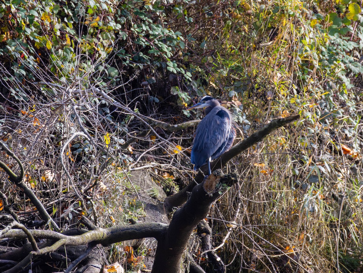 Kanadareiher - ML644574564