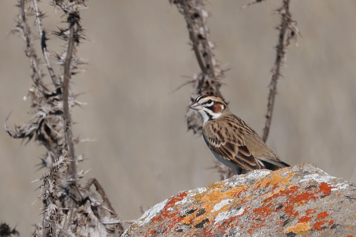 Lark Sparrow - ML644574565