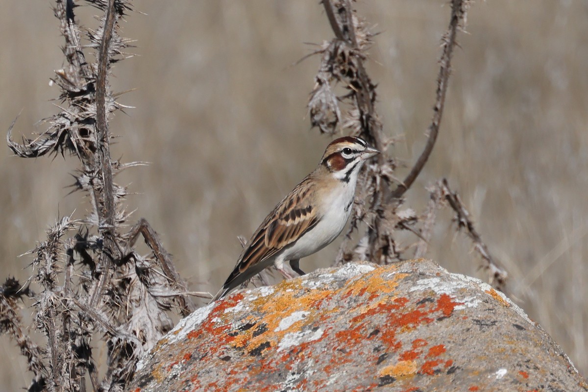 Lark Sparrow - ML644574567