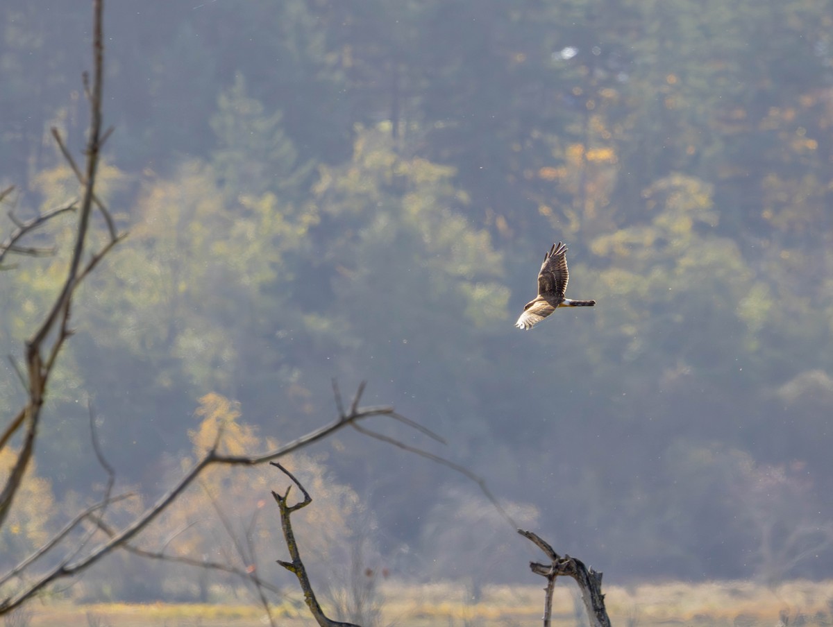 Hudsonweihe - ML644574569