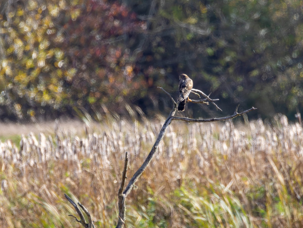 Hudsonweihe - ML644574570