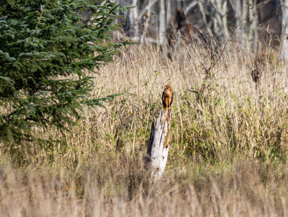 Hudsonweihe - ML644574571