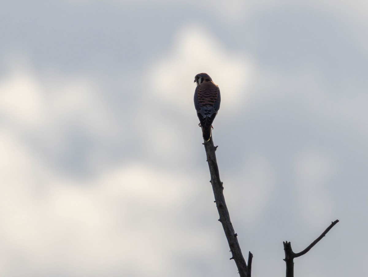 Buntfalke - ML644574572