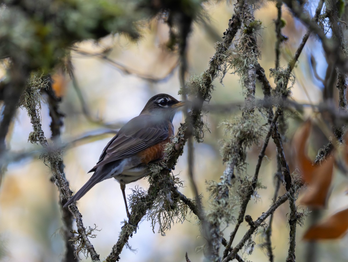 Wanderdrossel - ML644574574