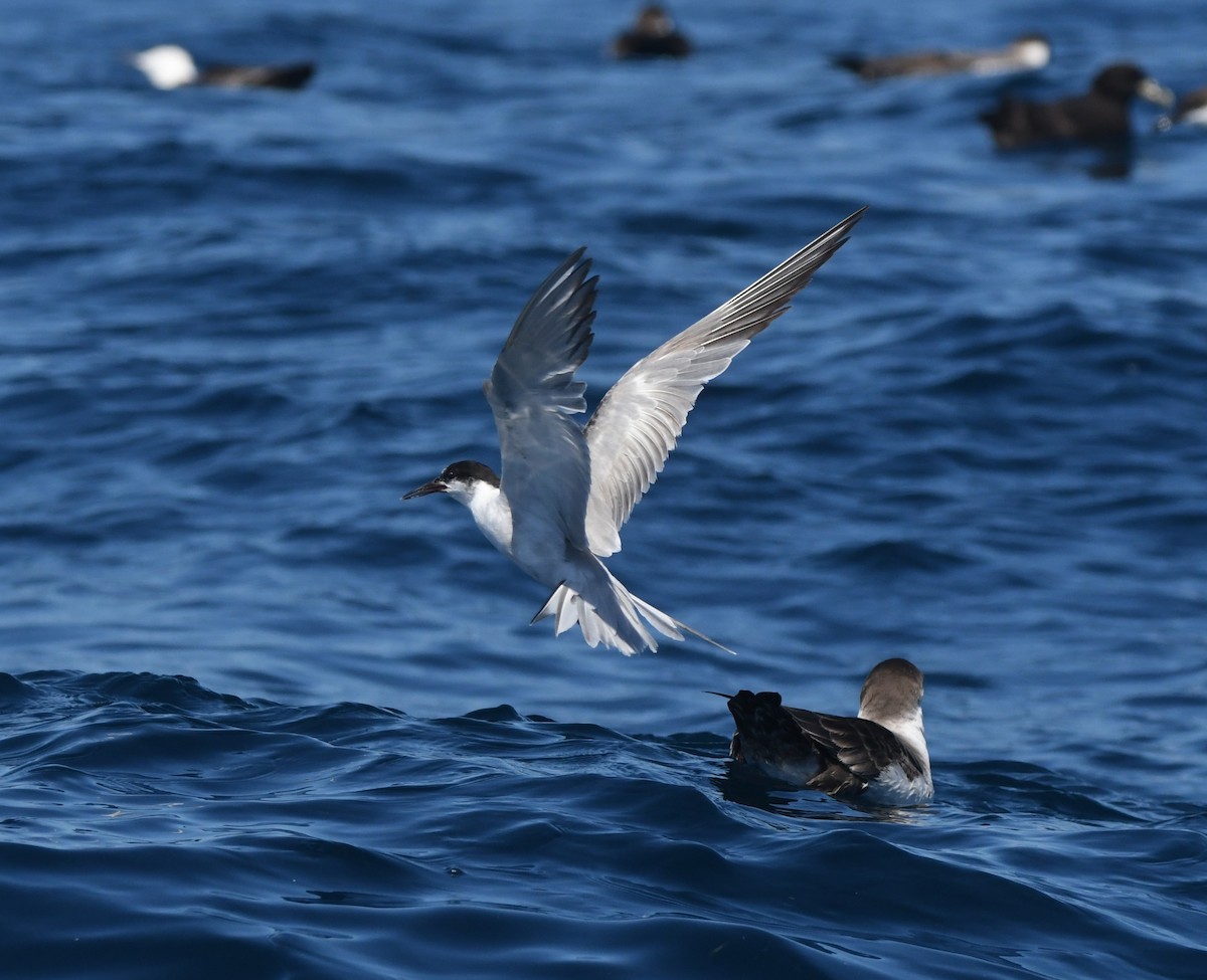 Txenada arrunta - ML644574575