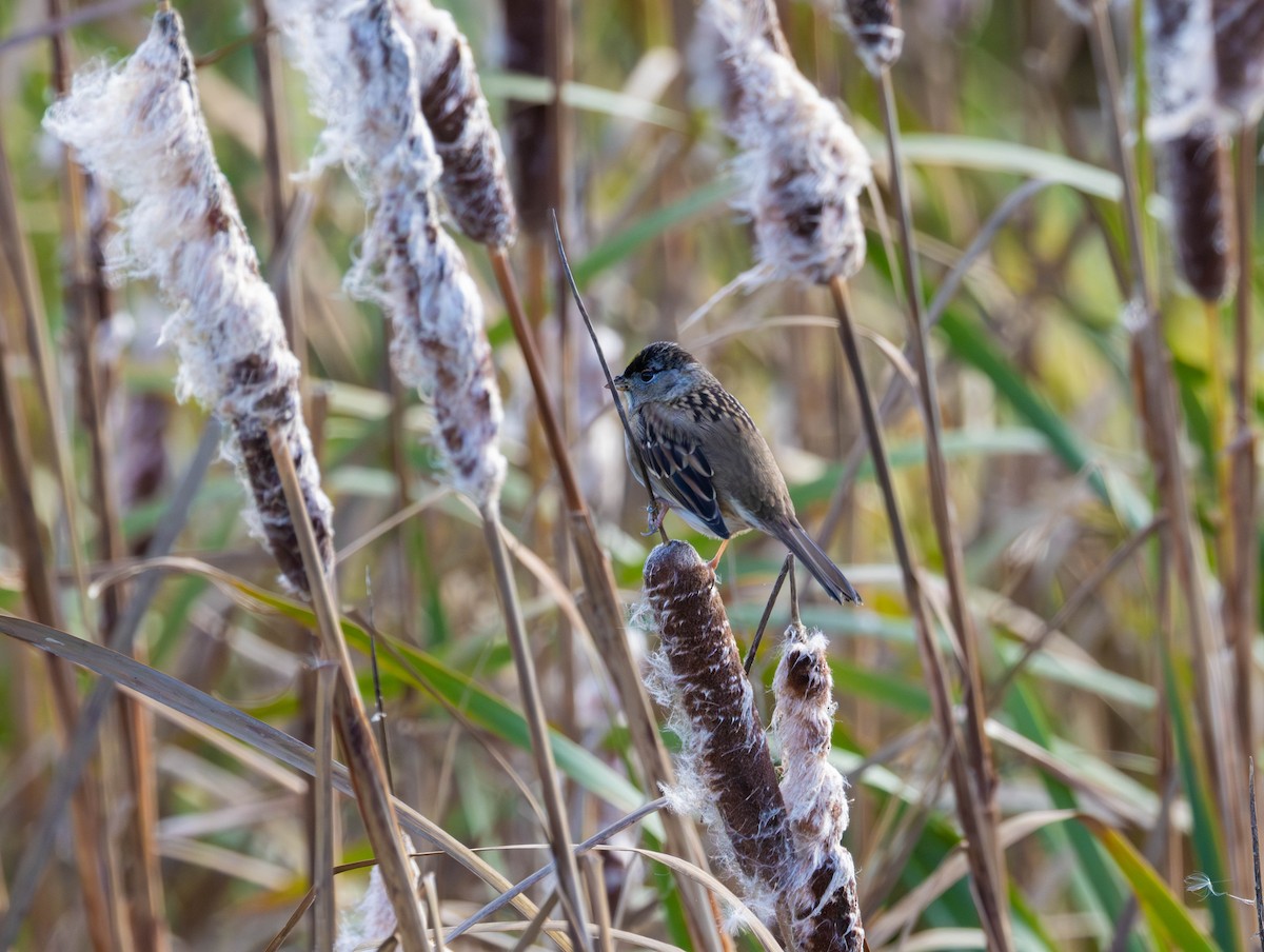 Kronenammer - ML644574579