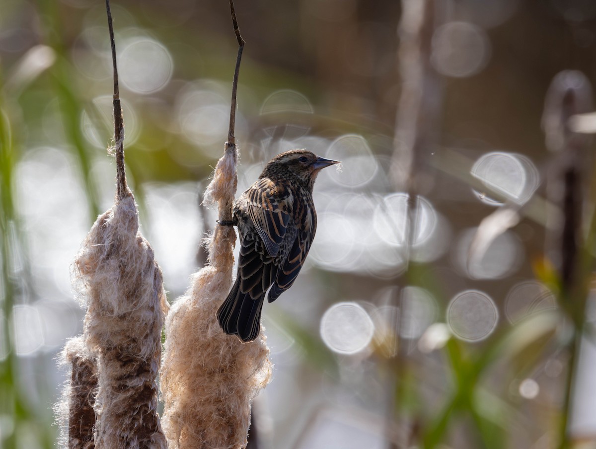 Rotflügelstärling - ML644574583