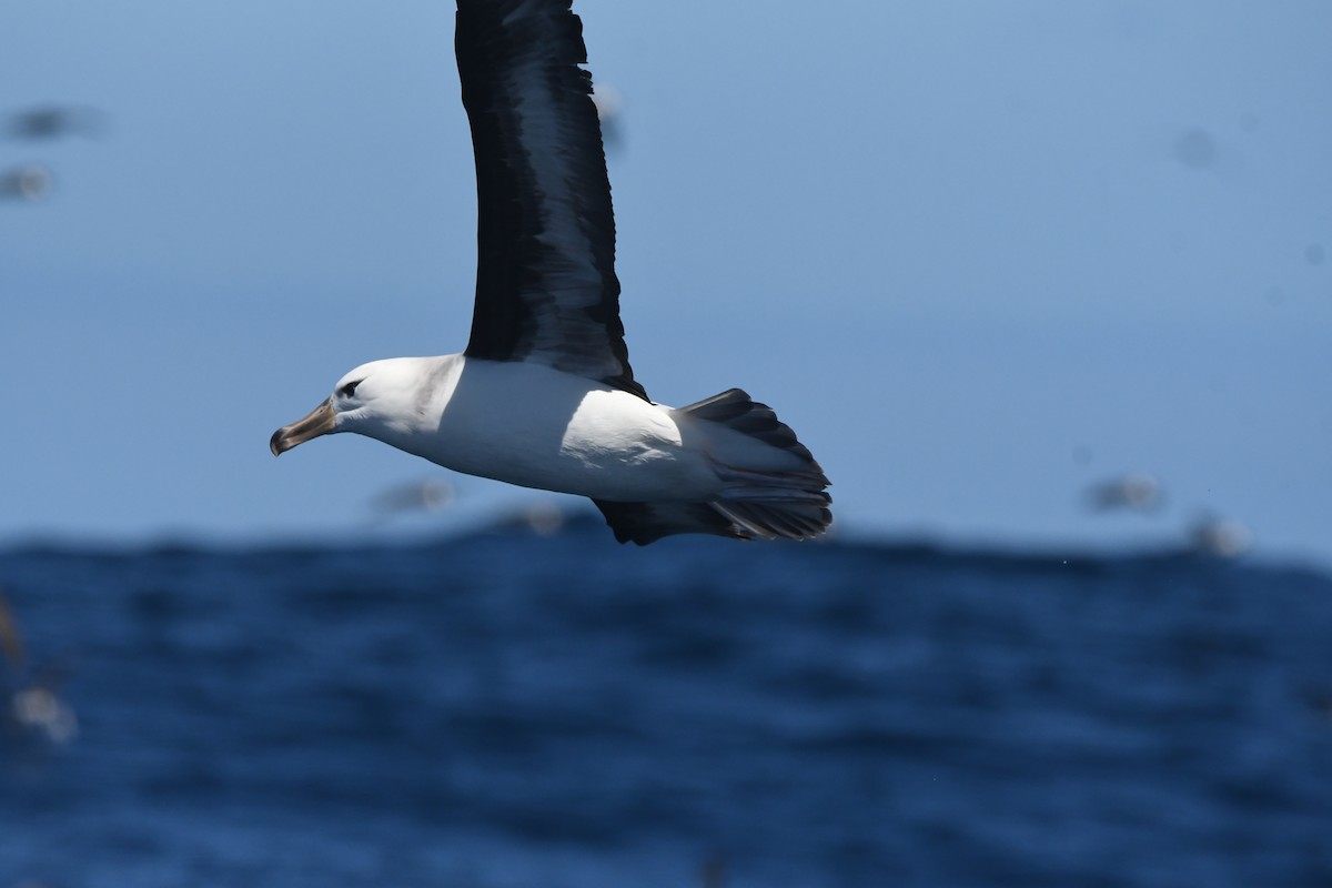 Black-browed Albatross (Black-browed) - ML644574584