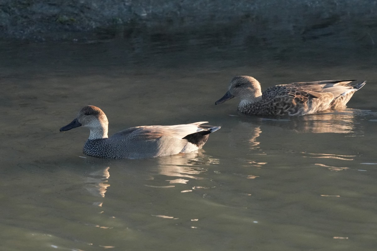 Gadwall - ML644574589