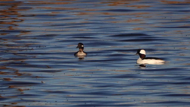 Murgilari buruzuria - ML644574591