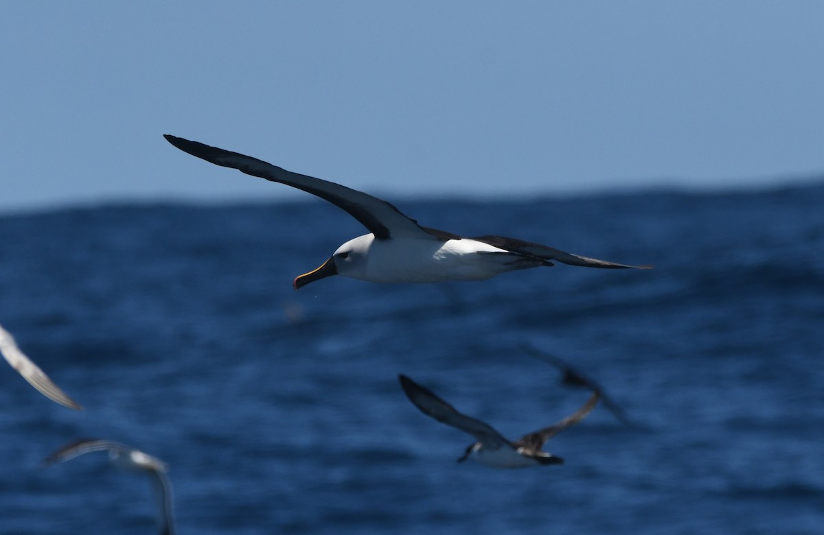 Atlantic Yellow-nosed Albatross - ML644574596