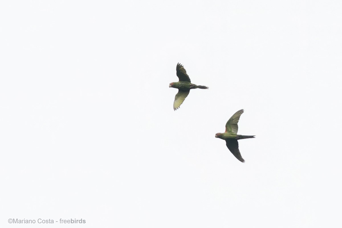 aratinga škraboškový - ML644574597