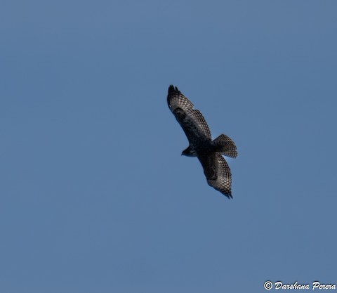 Канюк неоарктичний - ML644574602