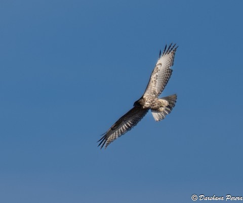 Канюк неоарктичний - ML644574603