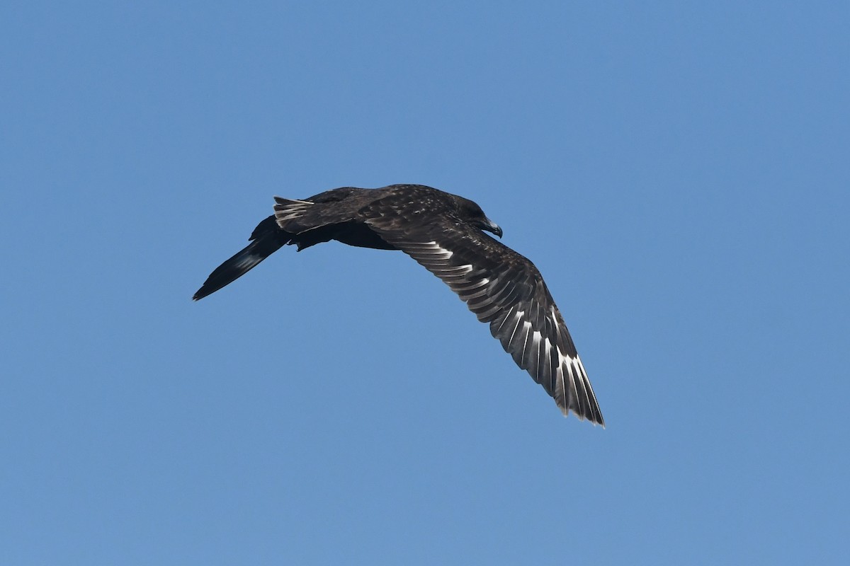 Brown Skua (Subantarctic) - ML644574607