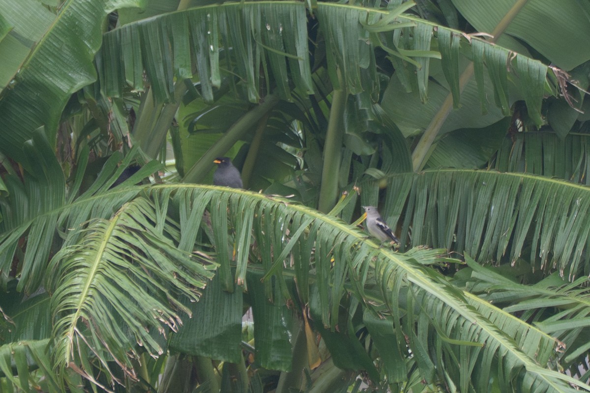 Daurian Starling - ML644574609