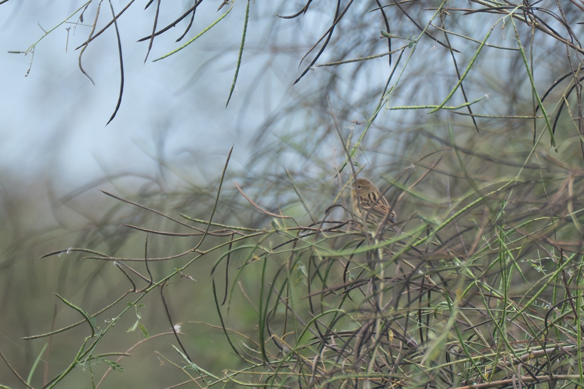 Yellow Bunting - ML644574611