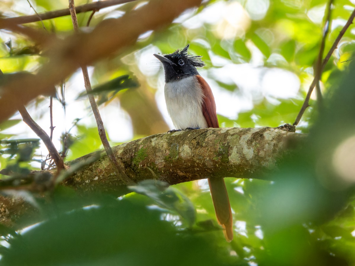 Indian Paradise-Flycatcher - ML644574612