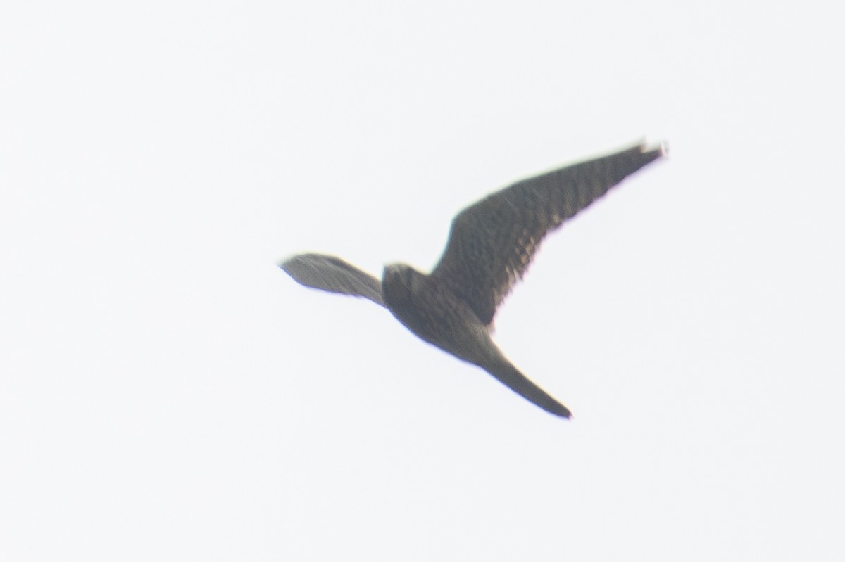 poštolka obecná - ML644574613