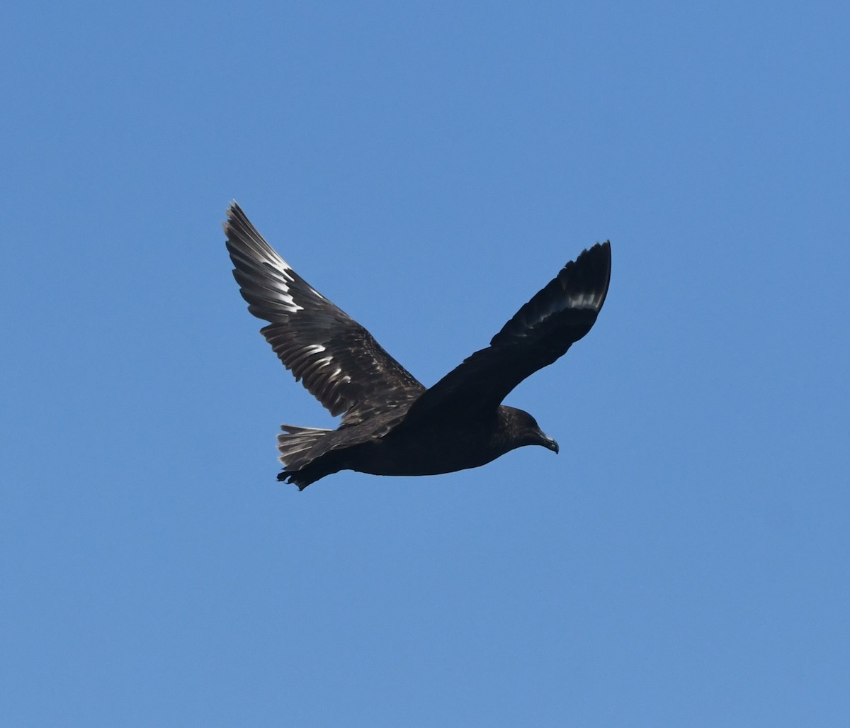 Brown Skua (Subantarctic) - ML644574614