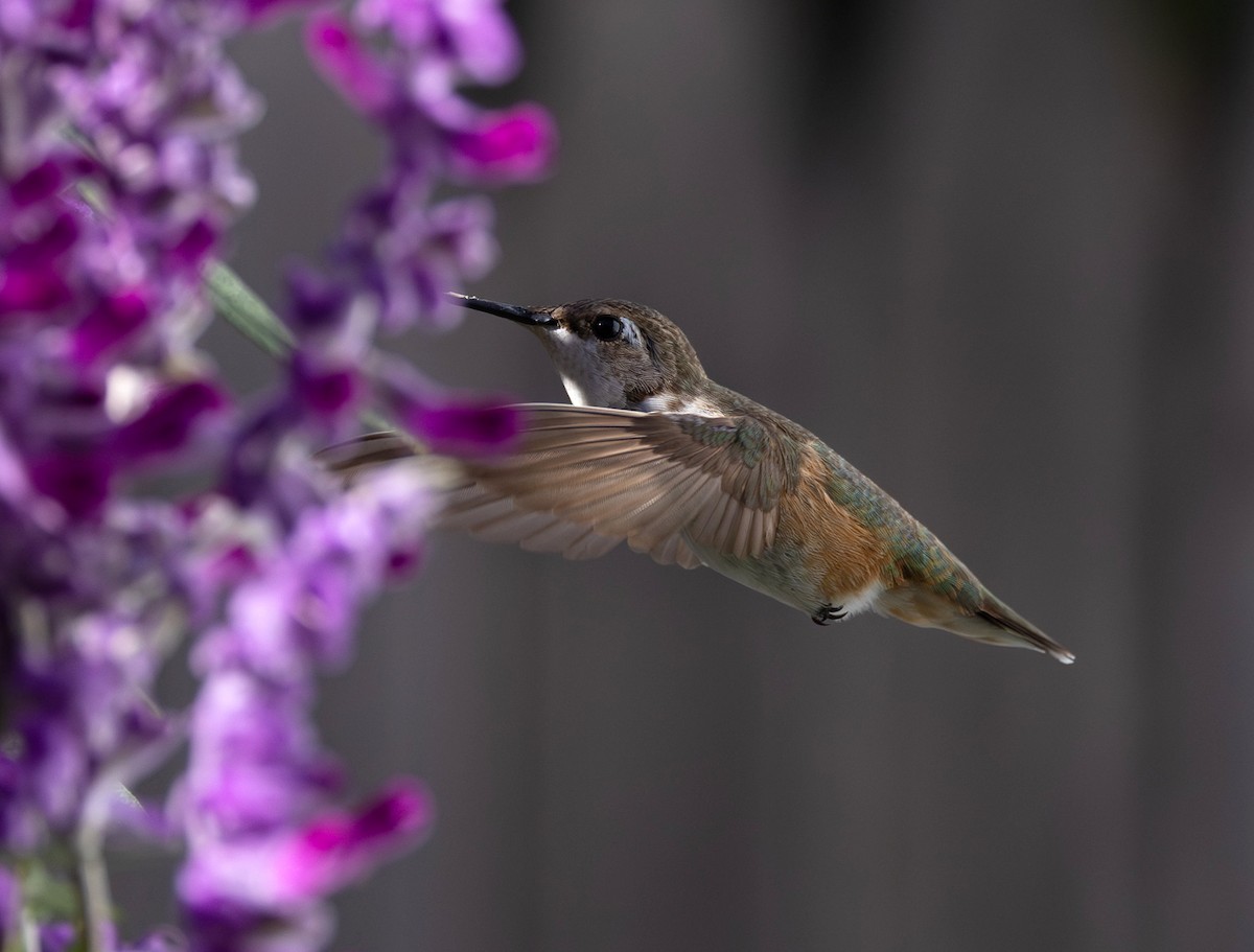 Rufous Hummingbird - ML644574615