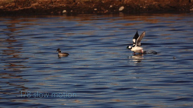 Bufflehead - ML644574616