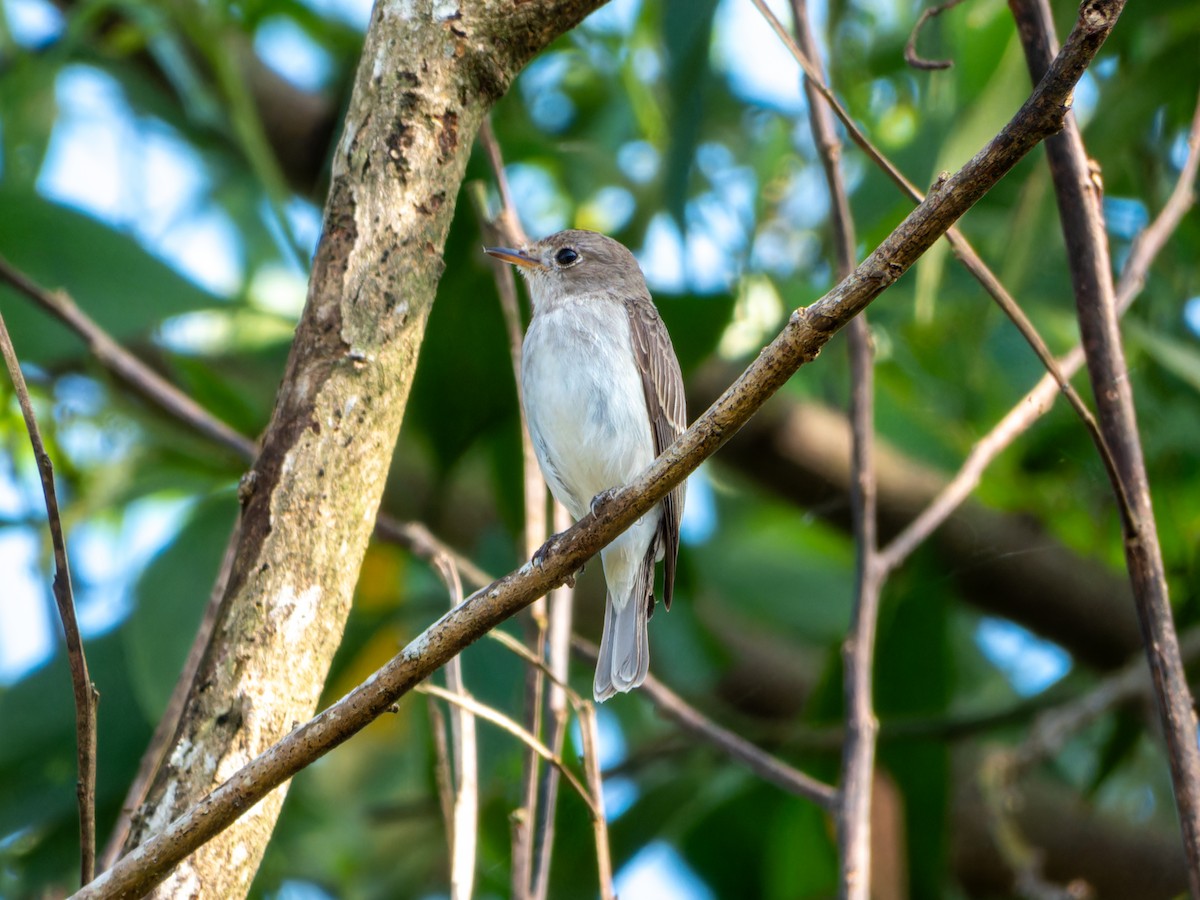Asian Brown Flycatcher - ML644574618