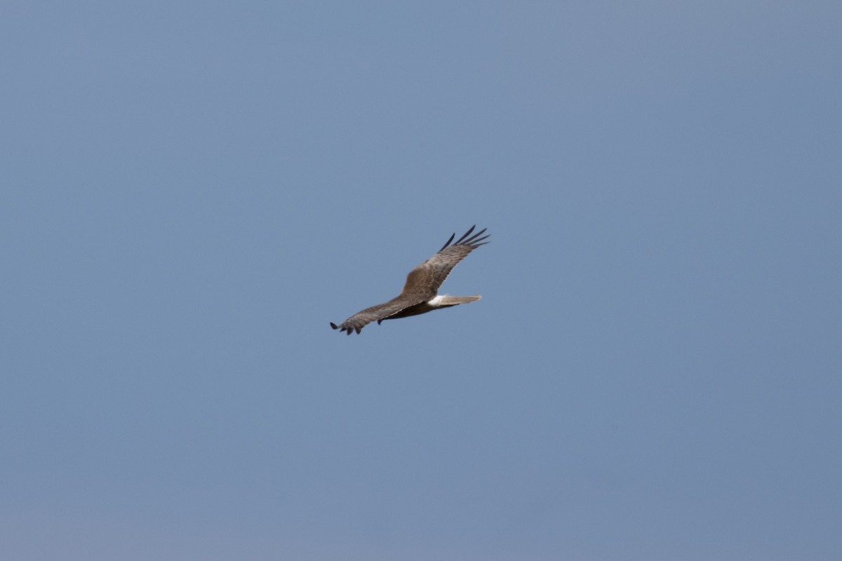 Swamp Harrier - ML644574619