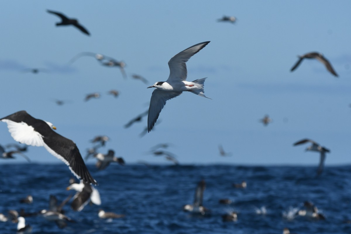 Common Tern - ML644574620