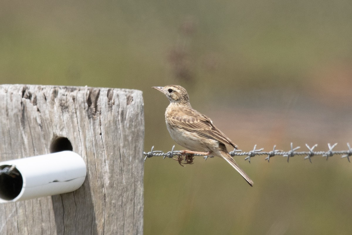 Australian Pipit - ML644574621