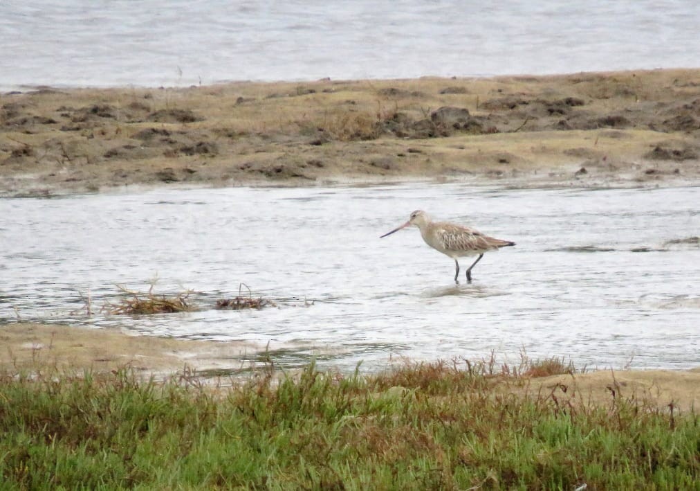 Bar-tailed Godwit - ML644574622