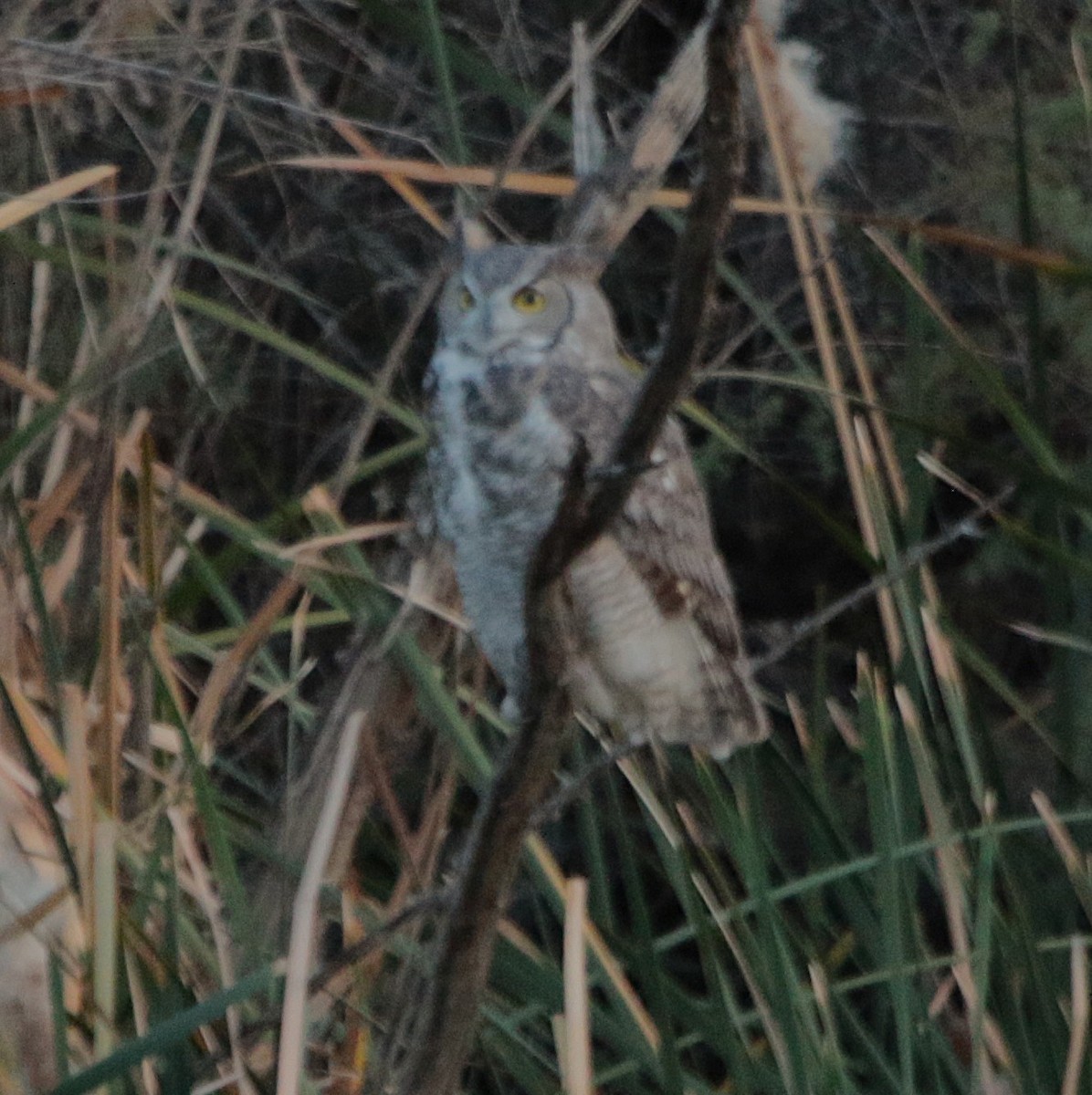 Great Horned Owl - ML644574623