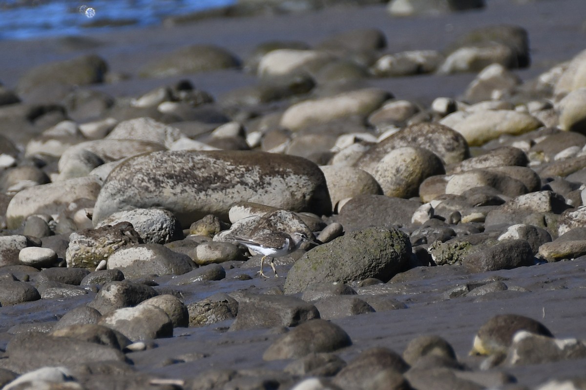 Common Sandpiper - ML644574624