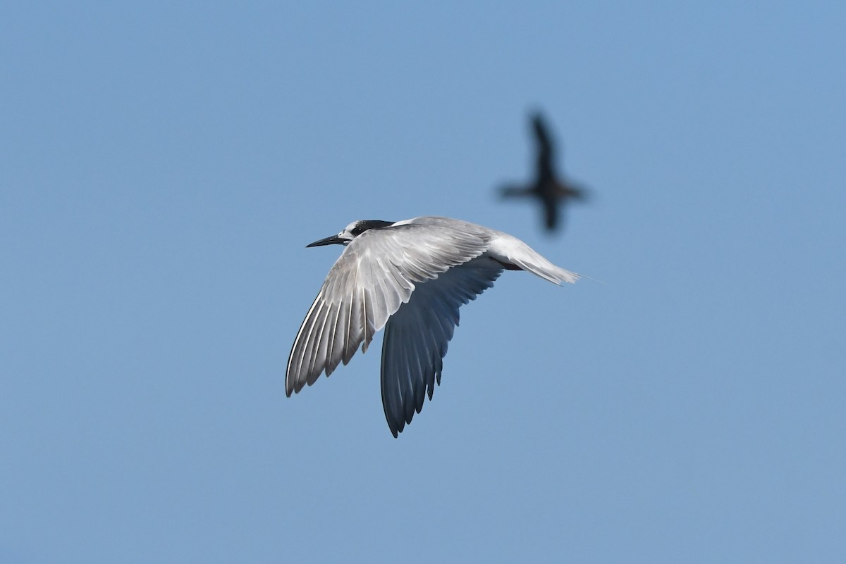 Common Tern - ML644574625
