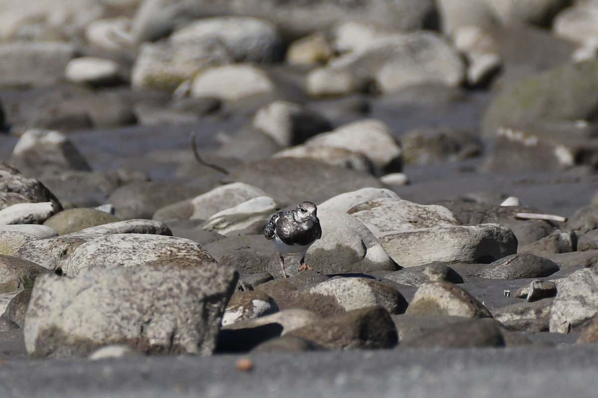 Ruddy Turnstone - ML644574626