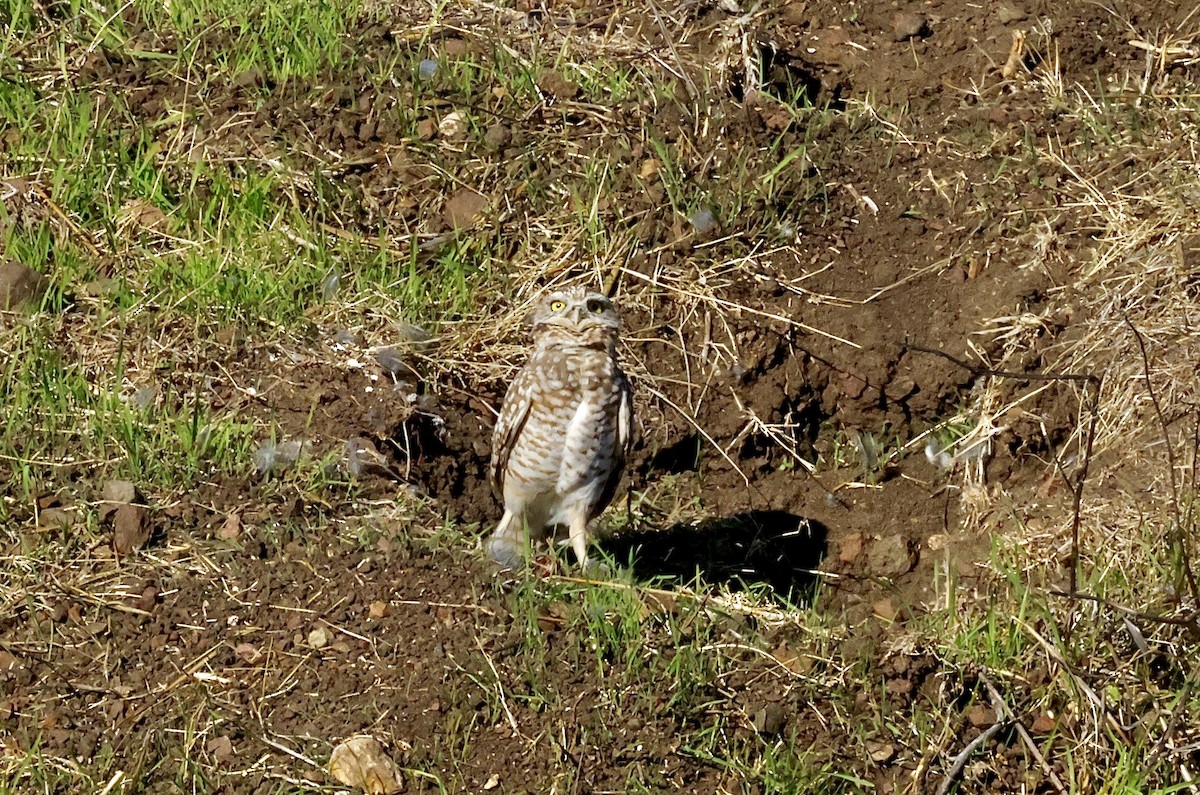 Burrowing Owl - ML644574627