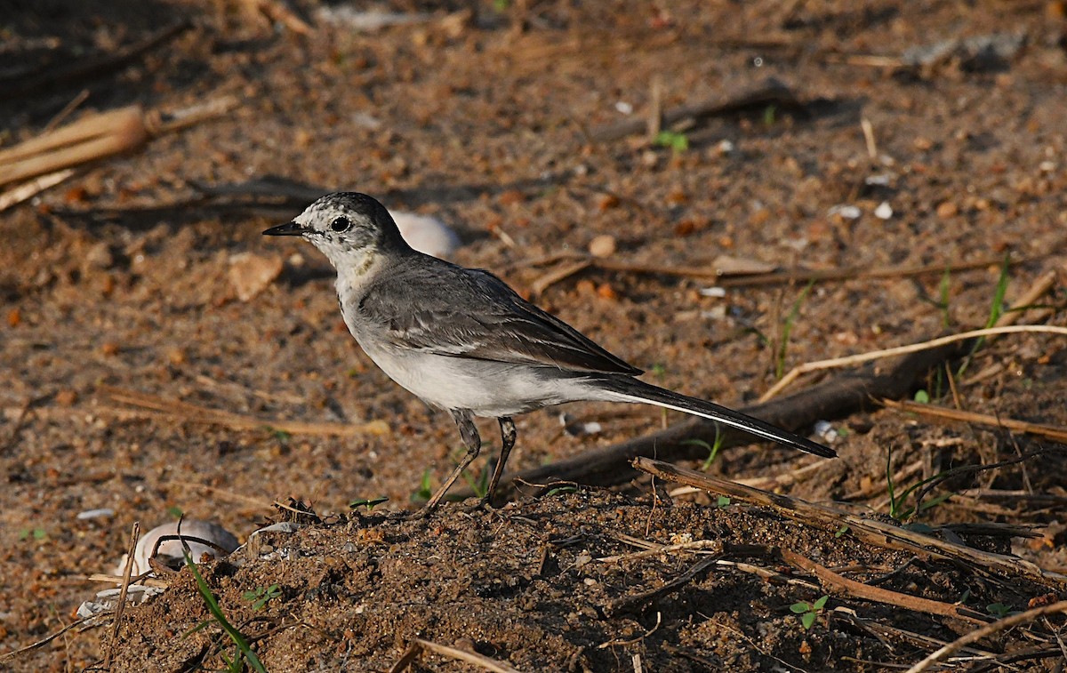 White Wagtail - ML644574628